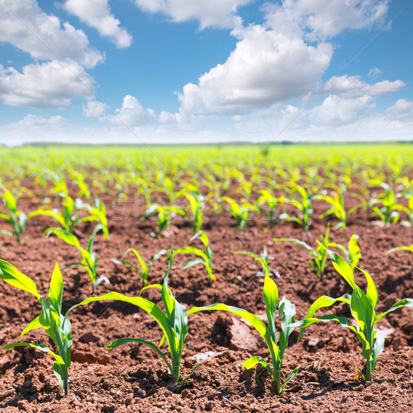 Corn fields sprouts in rows in California agriculture Stock photo © lunamarina
