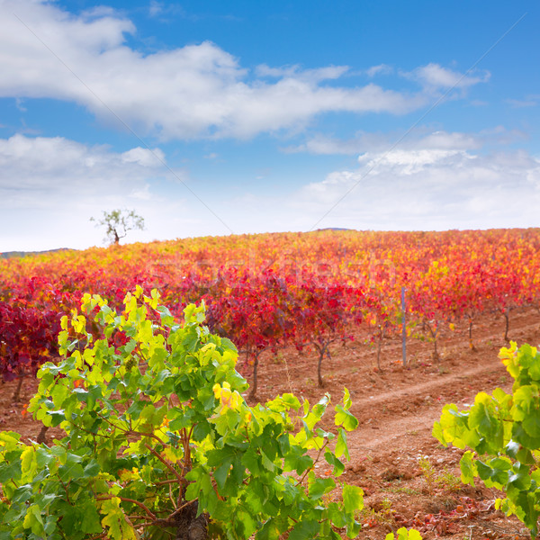 Carinena and Paniza vineyards in autumn red Zaragoza Spain Stock photo © lunamarina