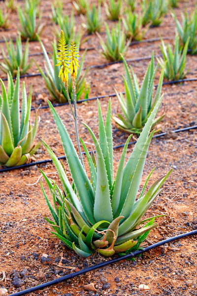 Stock photo: Aloe Vera field at Canary Islands Spain