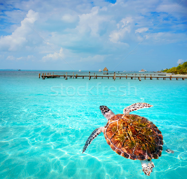 Wyspa Karaibów plaży Meksyk niebo charakter Zdjęcia stock © lunamarina