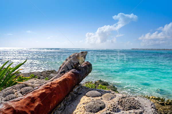Akumal beach rusted canon in Riviera Maya Stock photo © lunamarina