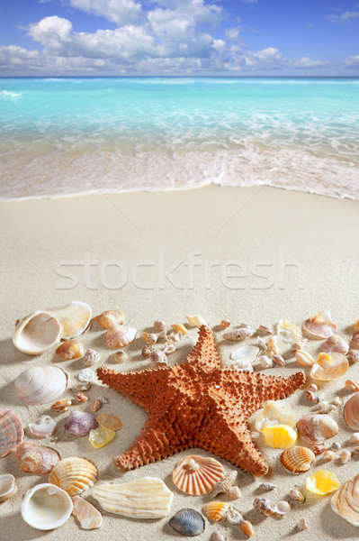 Foto d'archivio: Spiaggia · di · sabbia · starfish · Caraibi · tropicali · mare