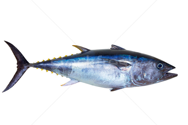 Bluefin tuna really fresh isolated on white Stock photo © lunamarina