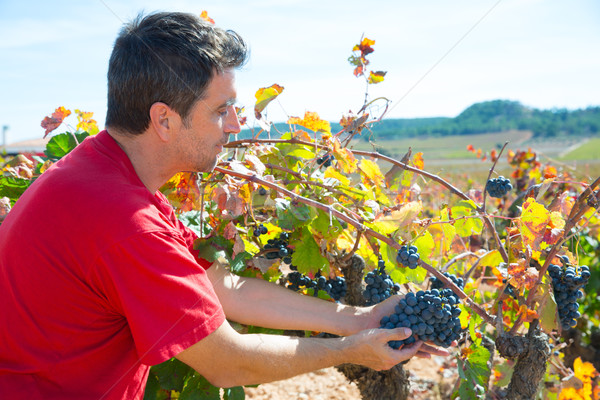 Winemaker harvesting Bobal grapes in mediterranean Stock photo © lunamarina