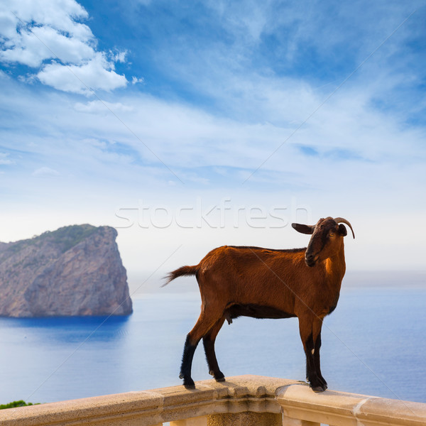 Majorca goat in Formentor Cape Lighthouse Stock photo © lunamarina