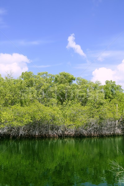 Florida Keys mangroove detail green water Stock photo © lunamarina