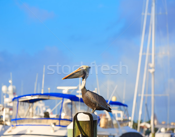 Fort lauderdale uccello marina Florida polo USA Foto d'archivio © lunamarina