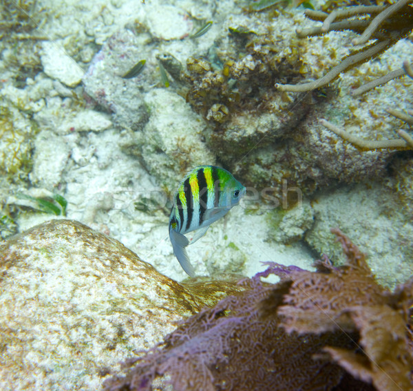 Sergeant major fish in Great Mayan Reef Stock photo © lunamarina