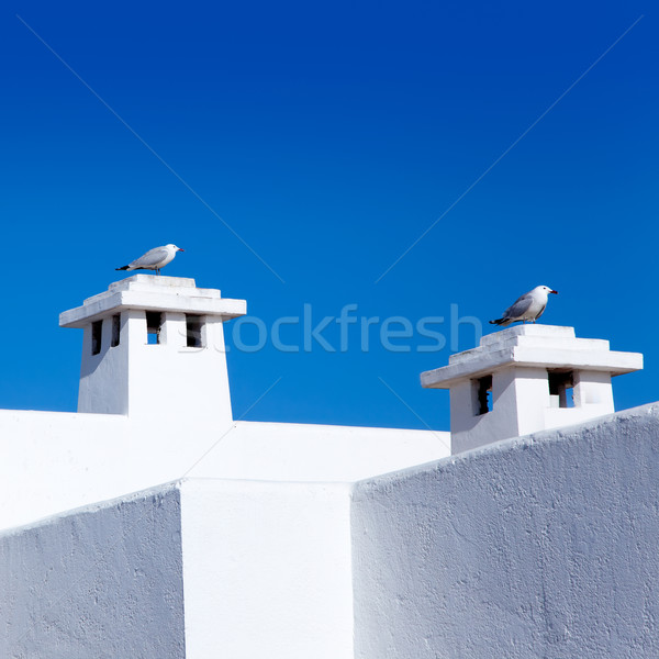 Balearic Mediterranean white houses with seagull Stock photo © lunamarina