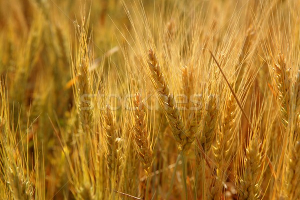 Grâu cereale galben câmp frumos Imagine de stoc © lunamarina