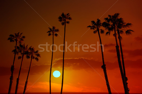 Stock photo: California high palm trees sunset sky silohuette