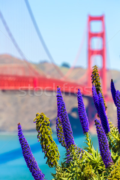 Golden Gate Bridge San Francisco pourpre fleurs Californie ciel [[stock_photo]] © lunamarina