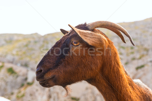 Majorca goat in Formentor Cape Lighthouse Stock photo © lunamarina