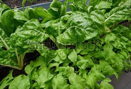 Urban homestead with lettuces Stock photo © lunamarina