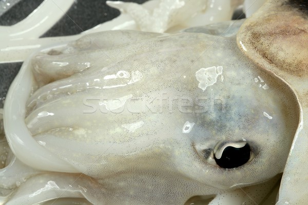 Cuttlefish uncooked, Squid Mediterranean seafood Stock photo © lunamarina