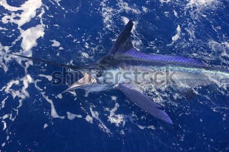 Atlantic white marlin big game sport fishing Stock photo © lunamarina