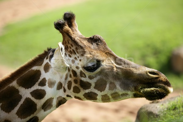 Girafe from Africa, detail of head Stock photo © lunamarina