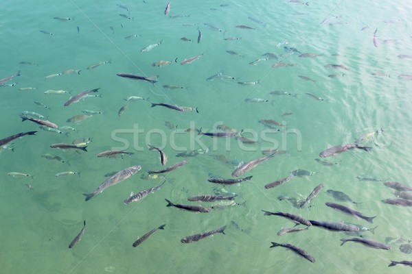 fishes mullet school in mediterranean saltwater Stock photo © lunamarina