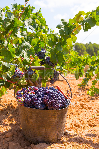 bobal harvesting with wine grapes harvest Stock photo © lunamarina