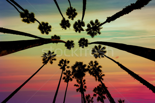 California Palm trees view from below in Santa Barbara Stock photo © lunamarina