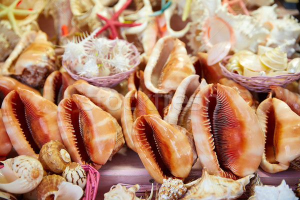 Sea shells and beach souvenirs  Stock photo © lunamarina