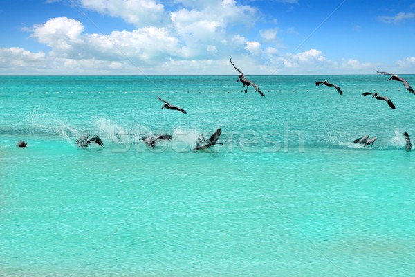Caribbean pelican turquoise beach tropical sea Stock photo © lunamarina