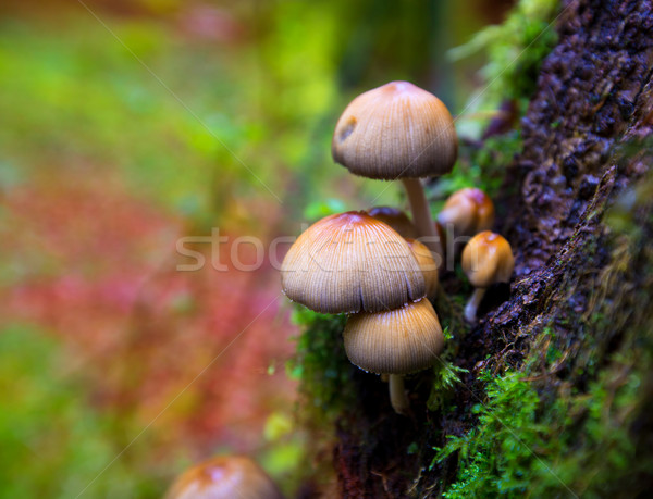 Psilocybe mushrooms in a beech tree trunk at Irati  Pyrenees Stock photo © lunamarina