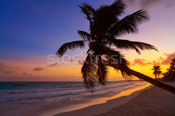 Tulum beach sunset palm tree Riviera Maya Stock photo © lunamarina