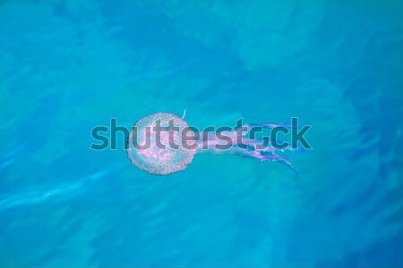 Jelly fish luminiscent pelagia noctiluca Stock photo © lunamarina