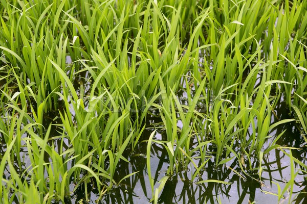 绿色 ·米· 植物 · 灌溉 · 春天 · 领域 / green rice plantsinn