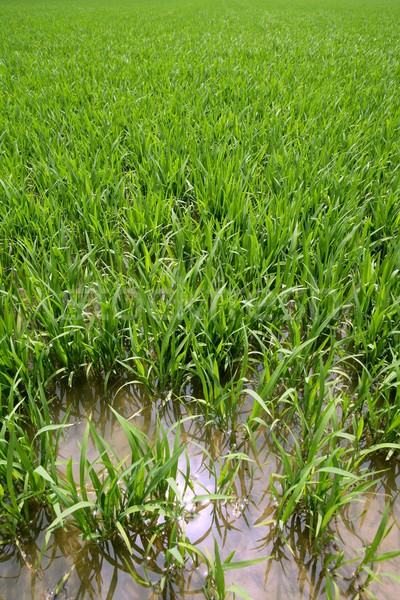 Vert riz plantes irrigation printemps champs [[stock_photo]] © lunamarina