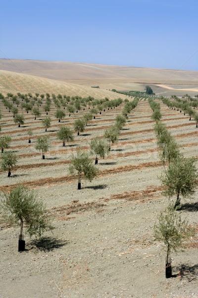 Country olive young trees hill field Stock photo © lunamarina