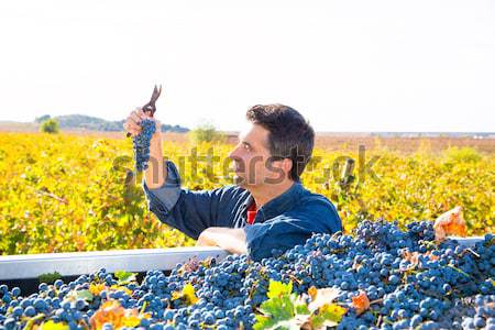 Stock photo: Mediterranean vineyard farmer harvest cabernet sauvignon