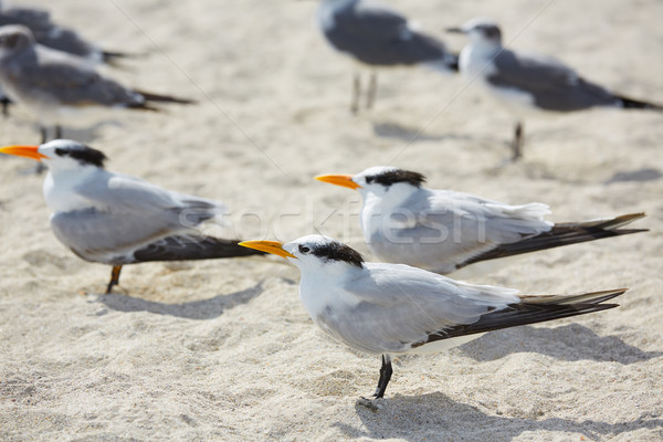 Royal Caspian terns sea birds in Miami Florida Stock photo © lunamarina