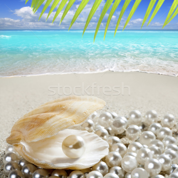 Photo stock: Caraïbes · perle · shell · sable · blanc · plage · tropicales
