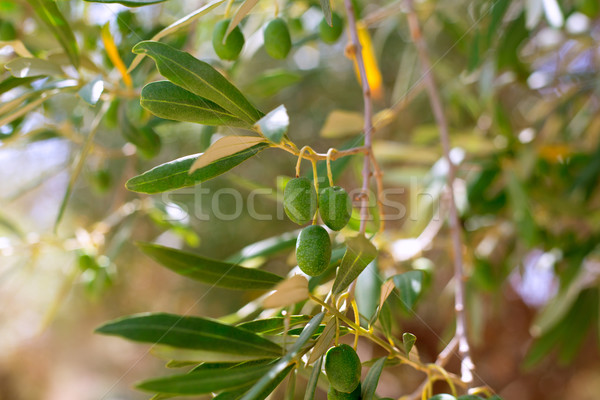 Dettaglio olivo verde olive frutta mediterraneo Foto d'archivio © lunamarina