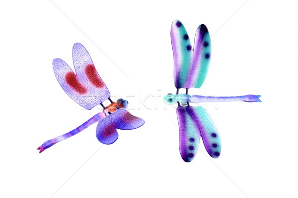 Zwei farbenreich Libelle unter Insekten isoliert Stock foto © lunamarina