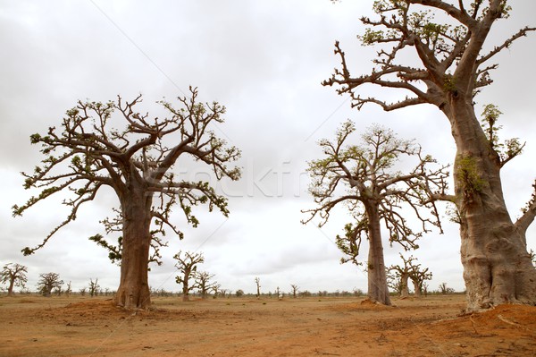 Stock fotó: Afrikai · fa · fák · mező · felhős · nap