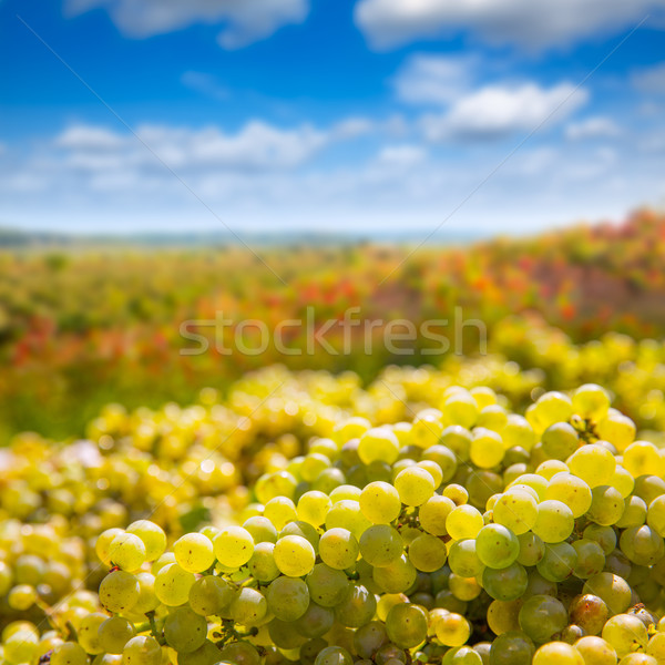 chardonnay harvesting with wine grapes harvest Stock photo © lunamarina