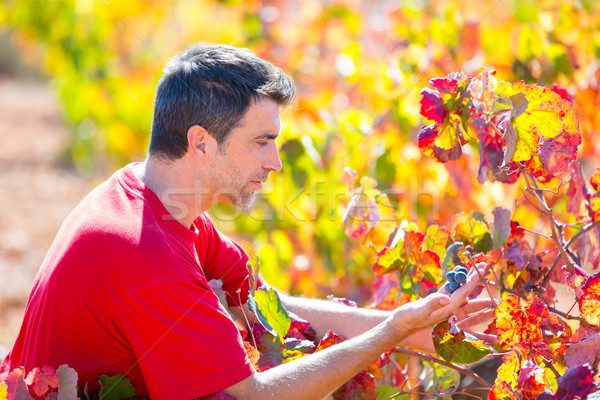 Mediterranean vineyard farmer checking grape leaves  Stock photo © lunamarina