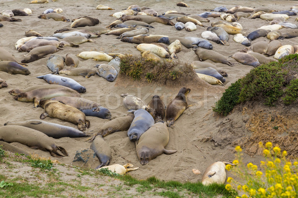 California Elephant Seals in Piedras Blancas point Big Sur Stock photo © lunamarina