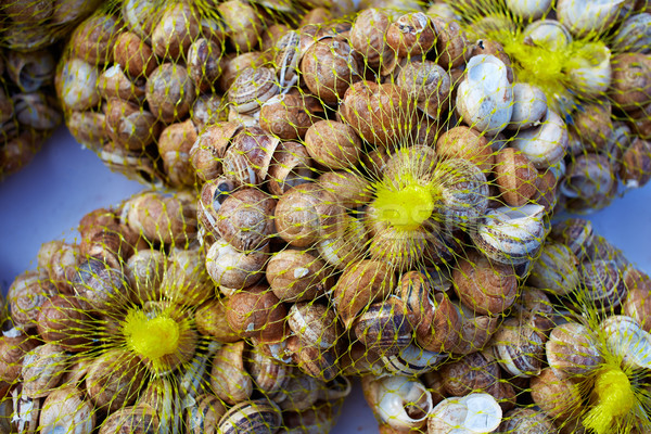 Stock photo: Snails in mesh grid net bag as food