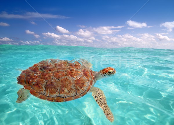 Green sea Turtle Chelonia mydas  Caribbean Stock photo © lunamarina