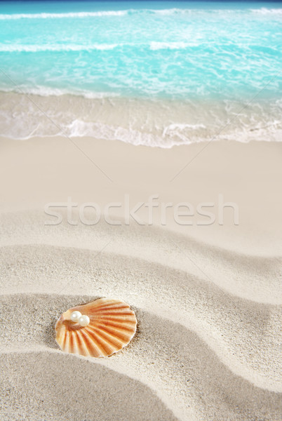 Foto stock: Caribbean · pérola · concha · areia · branca · praia · tropical
