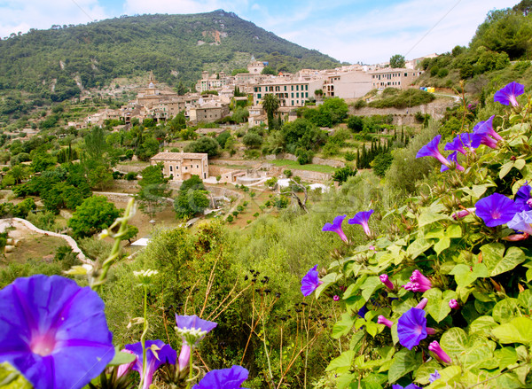 Vue pourpre fleurs premier plan fond arbres [[stock_photo]] © lunamarina