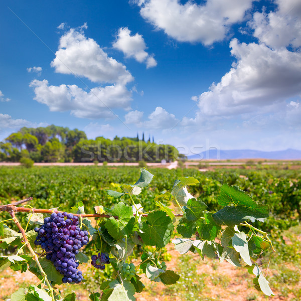 bobal wine grapes ready for harvest in Mediterranean Stock photo © lunamarina