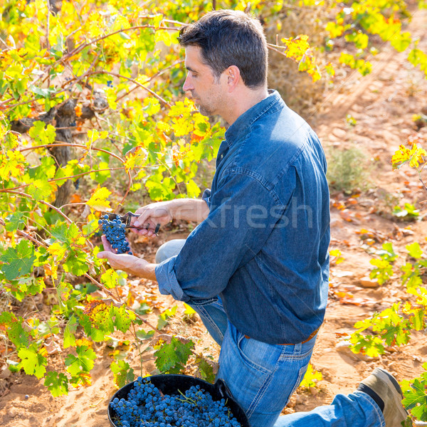 Mediterranean vineyard farmer harvest cabernet sauvignon Stock photo © lunamarina