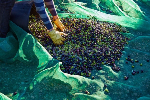 Stock photo: Olives harvest picking hands at Mediterranean