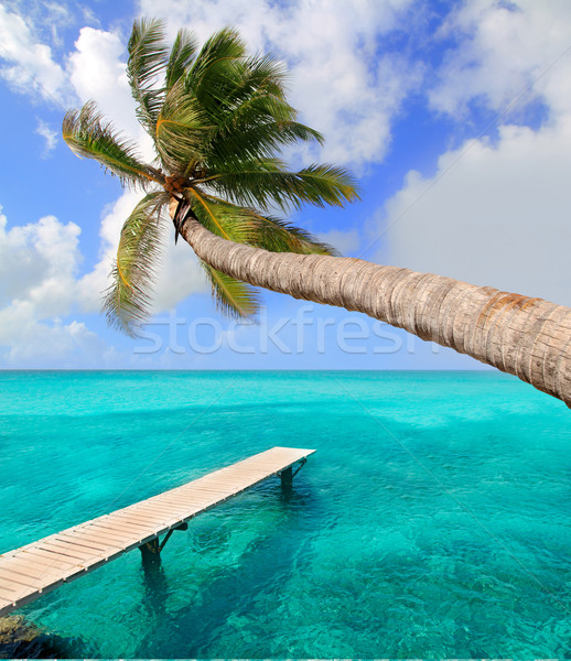 Foto d'archivio: Palma · tropicali · perfetto · spiaggia · acqua · albero