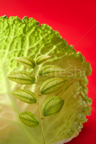  growing inside a cabbage leaf Stock photo © lunamarina